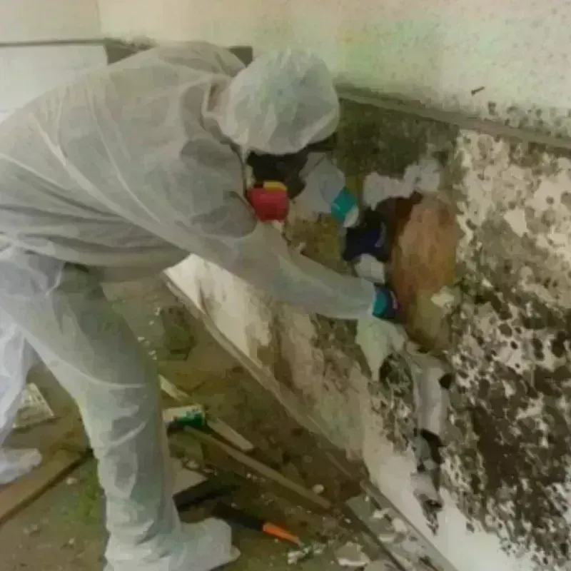 Mold Remediation and Removal in Monroe County, GA